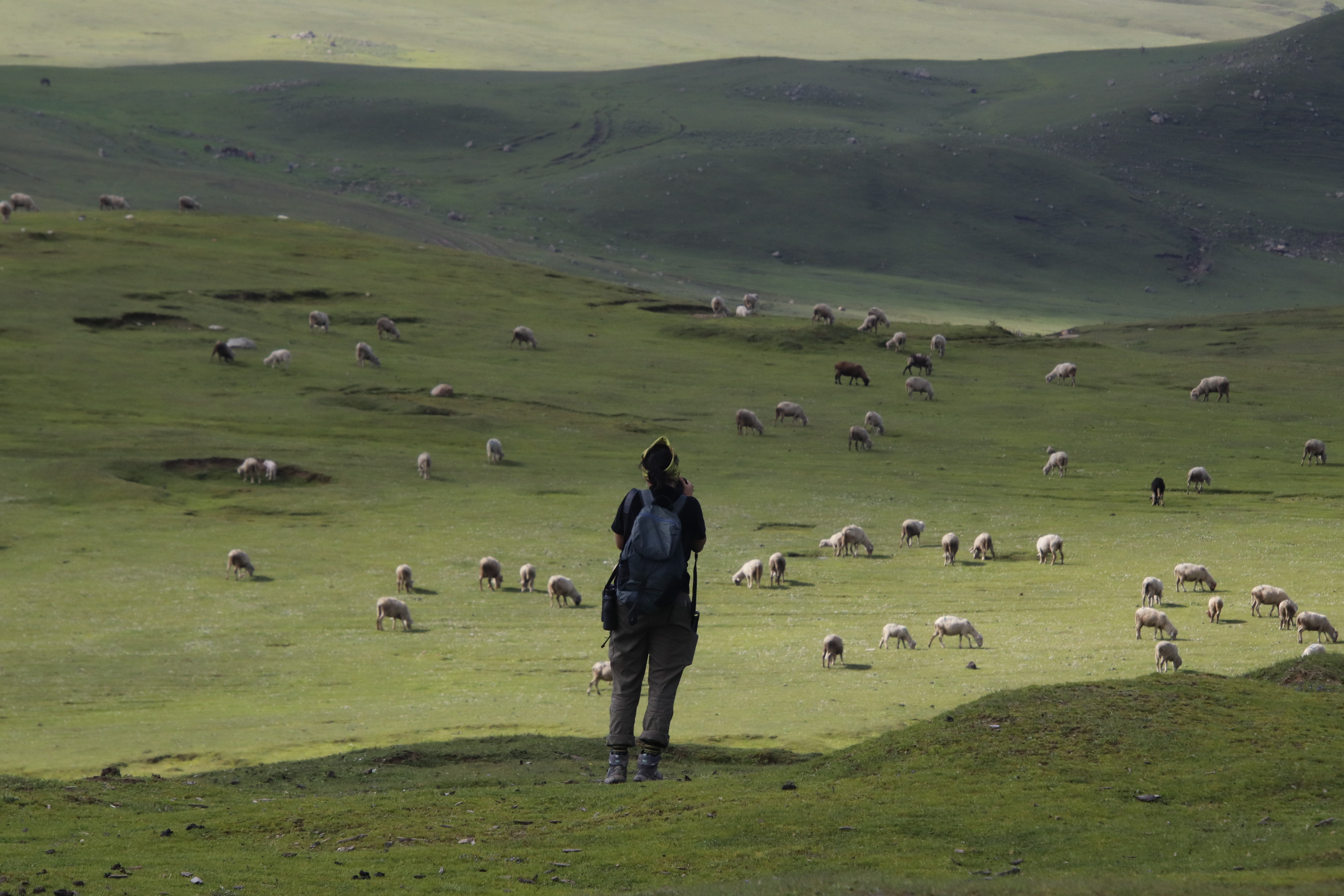 A walker and grazing sheep in Kashmir’s mountain meadows
